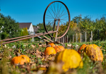 Historical tools for plowing in an autumn field full of pumpkin