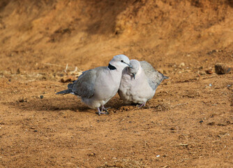 Fototapeta premium Cape Turtle Dove couple, Pilanesberg National Park, South Africa