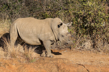 White Rhino or Rhinoceros, Pilanesberg South Africa