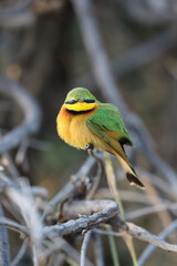 Little Bee-eater, Pilanesberg National Park, South Africa