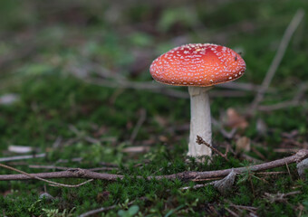 Magic red poisonous mushroom in the forest, Fungi season