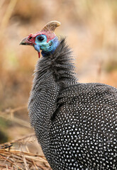 Helmeted Guineafowl, Pilanesberg National Park 