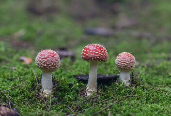 Magic red poisonous mushroom in the forest, Fungi season