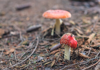 Magic red poisonous mushroom in the forest, Fungi season