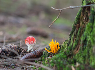 Obraz premium Magic red poisonous mushroom in the forest, Fungi season