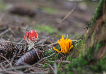 Magic red poisonous mushroom in the forest, Fungi season