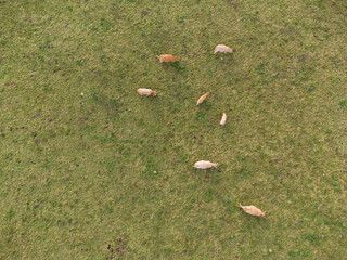 Cows in extensive livestock grazing. Zenithal plane