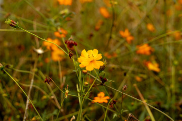 가을 아름다운 노란색 코스모스 공원 들판, 클로즈업