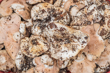 Bunch of fresh ripe dirty (just picked) forest porcini mushrooms lie on trading counter. Autumn agricultural fair.