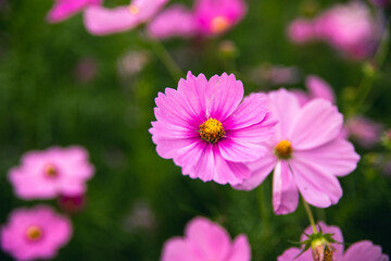 Fototapeta premium 가을 아름다운 분홍색 코스모스 공원, 클로즈업