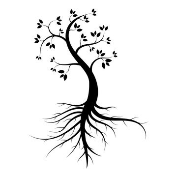 black tree silhouette isolated on white background  vector illustration.