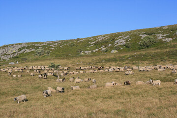flock of sheep in auvergne (france)