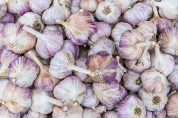 Bunch of fresh ripe cloves of garlic lie on counter. Autumn agricultural fair. Texture surface background.