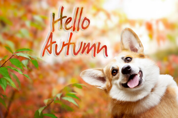 Autumn card with a portrait of a smiling corgi dog on a blurred colorful natural background of autumn foliage and text - hello autumn. Template, copy space. © наталья саксонова