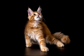 Obraz premium Red tabby American Coon Cat looking at camera.A big cat. Front view, studio shot.