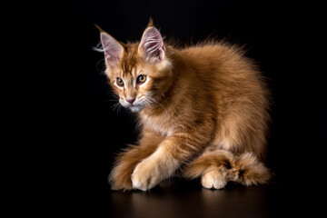 Obraz premium Red tabby American Coon Cat looking at camera.A big cat. Front view, studio shot.