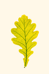 Macro photo of autumn yellow green oak leaf with natural texture on beige background. Fall color foliage closeup with veins, autumnal leaf, beauty of nature. Minimal monochrome nature poster
