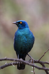Cape Glossy Starling, Pilanesberg National Park, South Arica