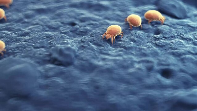 3d rendered medical animation of  dust mites