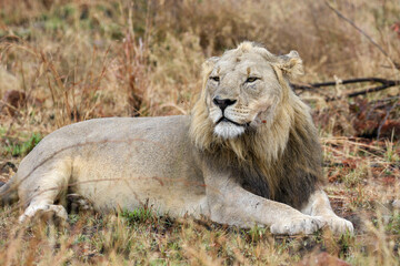 Male Lion, Pilanesberg National Park, South Africa