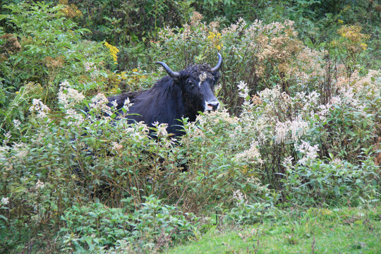 yak in bhutan 