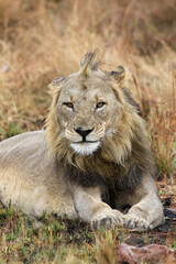 Fototapeta premium Male Lion, Pilanesberg National Park, South Africa