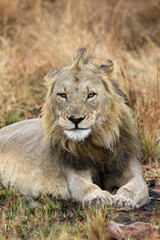 Male Lion, Pilanesberg National Park, South Africa