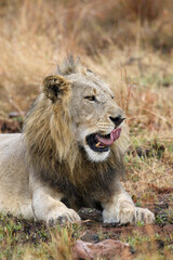 Obraz na płótnie Canvas Male Lion, Pilanesberg National Park, South Africa
