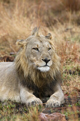 Male Lion, Pilanesberg National Park, South Africa