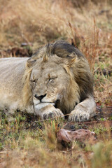 Sleeping male lion, Pilanesberg National Park, South Africa