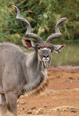 Kudu bull, Pilanesberg National Park, South Africa