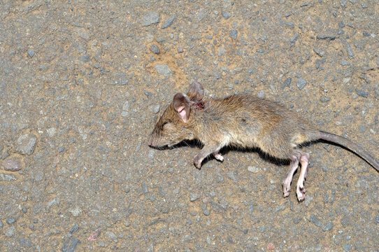 The carcass of a rat lying on the road died from being bitten by a cat
