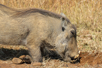 Warthog foraging and digging for roots and shoots, Pilanesberg National Park, South Africa