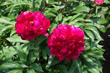 2 magenta colored flowers of common peony in May