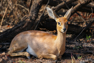Steenbok ewe, Pilanesberg National Park, South Africa