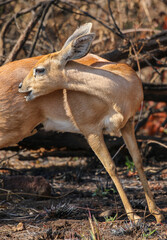 Steenbok ewe, Pilanesberg National Park, South Africa