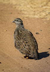 Young Natal Francolin, Pilanesberg National Park, South Africa