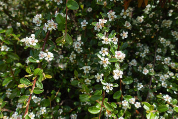 Obraz premium Buds and white flowers of rock cotoneaster in mid May