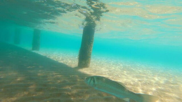 Fish swimming underwater in Cyprus sea