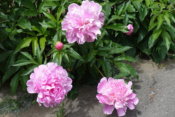 3 pink flowers of common peonies in May
