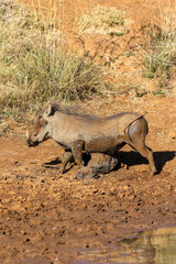 Warthog scratching an itch, Pilanesberg National Park, South Africa
