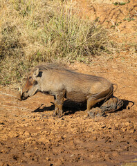 Warthog scratching an itch, Pilanesberg National Park, South Africa