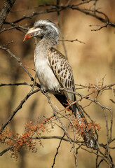 Female African Grey Hornbill, Pilanesberg National Park, South Africa
