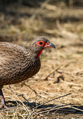 Swainson's Spurfowl, Pilanesberg National Park, South Africa