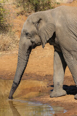 African elephant having a drink of water, Pilanesberg National Park, South Africa