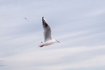 Gaviota volando en Estambul. 