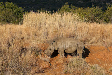 Fototapeta premium White Rhino or Rhinoceros, Pilanesberg South Africa