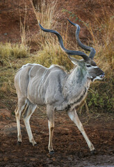 Kudu bull, Pilanesberg National Park, South Africa