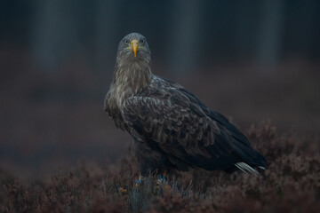 White-tailed eagle in the misty autumn bog