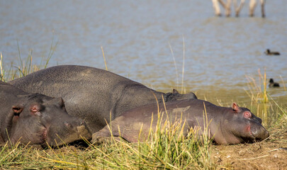 Hippopotamus lying in the sun, Pilanesberg National Park, South Africa